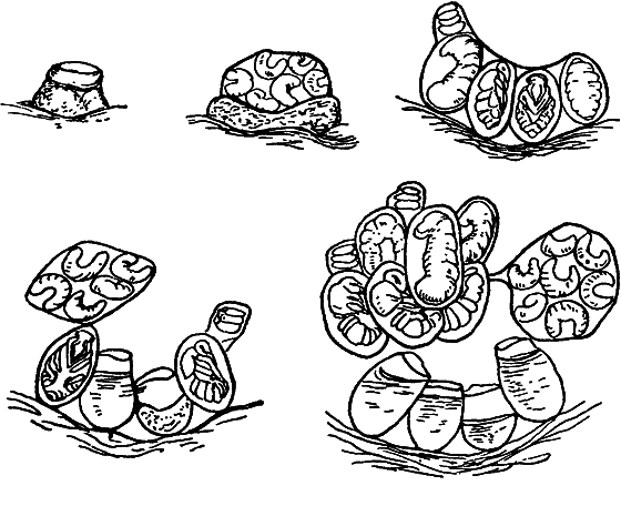 Путешествие в страну нектара - i_135.png