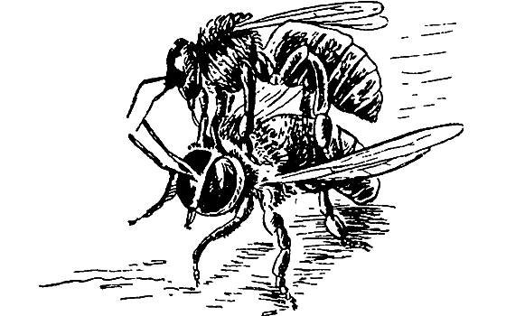 Путешествие в страну нектара - i_149.png