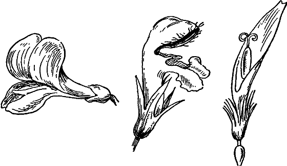 Путешествие в страну нектара - i_153.png