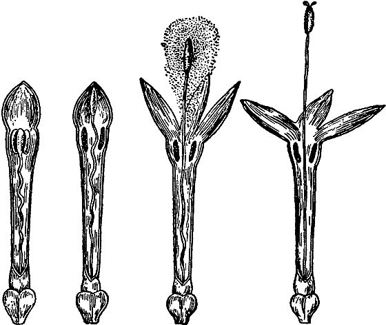 Путешествие в страну нектара - i_159.png