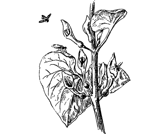 Путешествие в страну нектара - i_160.png