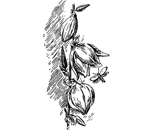 Путешествие в страну нектара - i_163.png