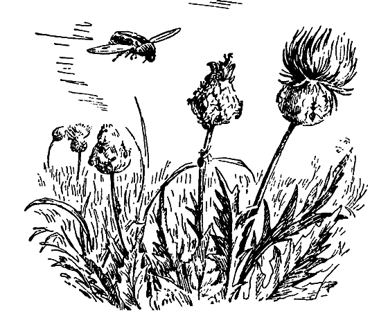 Путешествие в страну нектара - i_166.png