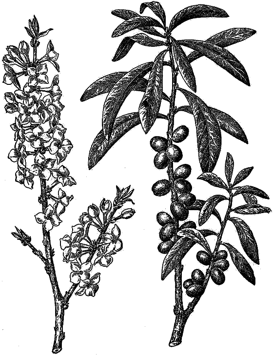 Рассказы о цветах - i_068.png