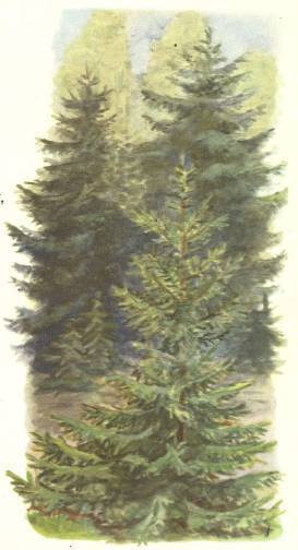 Березка - _13.jpg