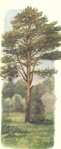 Березка - _21.jpg