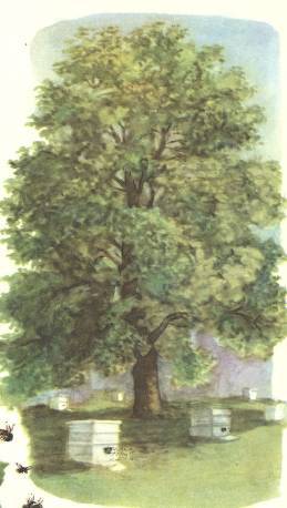 Березка - _24.jpg