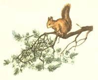 Березка - _3.jpg