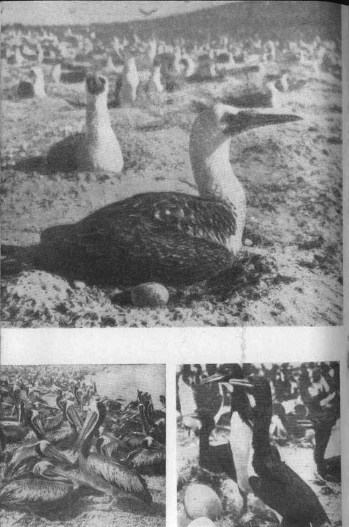 Через Кордильеры - i_123.jpg