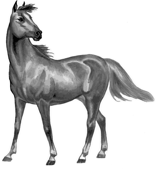 Лошади - i_003.png