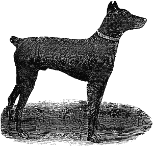 Дрессировка полицейских собак - i_002.png