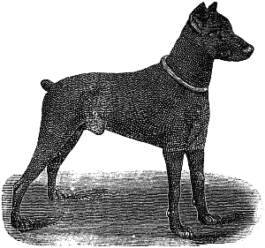 Дрессировка полицейских собак - i_003.png