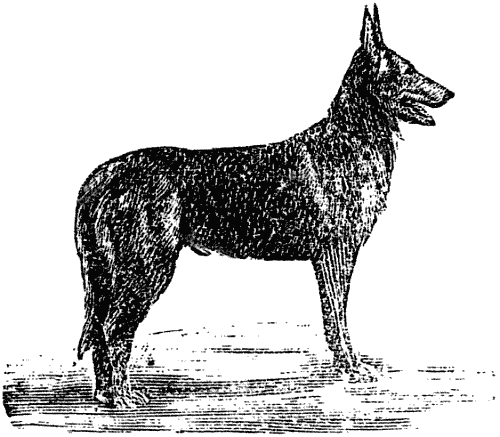 Дрессировка полицейских собак - i_004.png