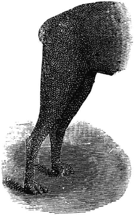 Дрессировка полицейских собак - i_005.png