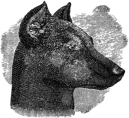 Дрессировка полицейских собак - i_007.png