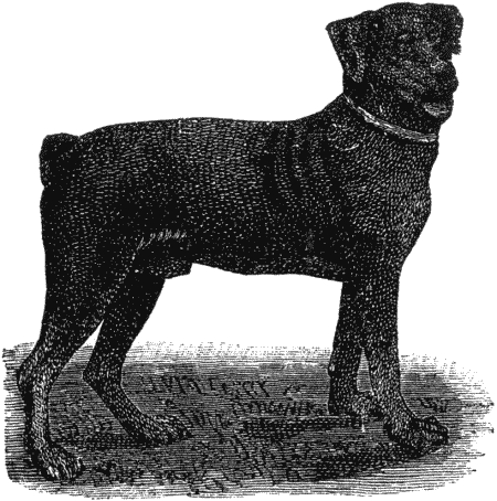 Дрессировка полицейских собак - i_056.png