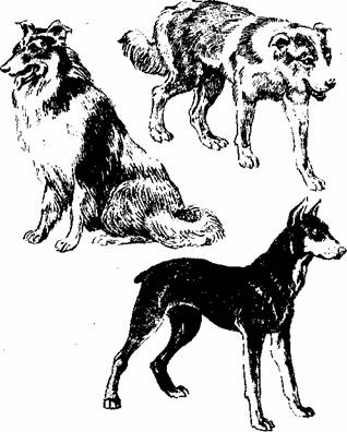 Любящие нас больше, чем себя - pic_4.jpg