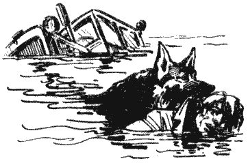 Твой друг (Сборник по собаководству, 1973 г.) - i_036.png