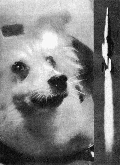 Твой друг (Сборник по собаководству, 1973 г.) - i_043.jpg