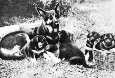 Твой друг (Сборник по собаководству, 1973 г.) - i_063.jpg