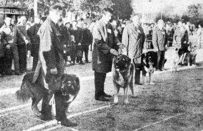 Твой друг (Сборник по собаководству, 1973 г.) - i_089.jpg