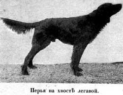 Наши домашнiя животныя. Собаки - i_014.jpg