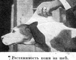 Наши домашнiя животныя. Собаки - i_015.jpg