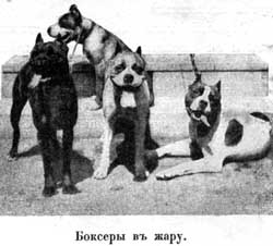 Наши домашнiя животныя. Собаки - i_017.jpg