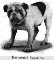 Наши домашнiя животныя. Собаки - i_056.jpg