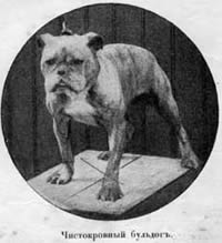 Наши домашнiя животныя. Собаки - i_057.jpg