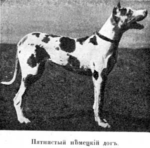 Наши домашнiя животныя. Собаки - i_062.jpg