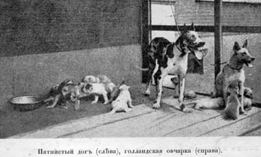 Наши домашнiя животныя. Собаки - i_063.jpg