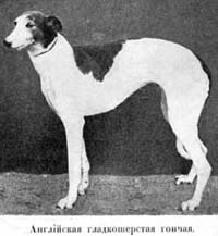 Наши домашнiя животныя. Собаки - i_075.jpg