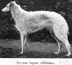 Наши домашнiя животныя. Собаки - i_077.jpg