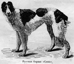 Наши домашнiя животныя. Собаки - i_078.jpg