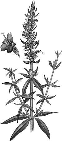 Лекарственные растения вашего сада - _00.jpg