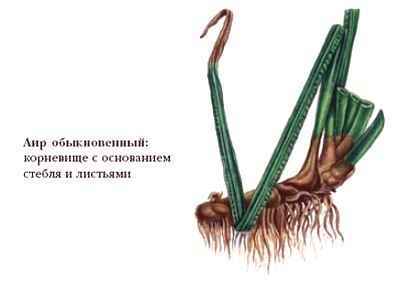 Энциклопедия «Биология» (с иллюстрациями) - a_006.jpg