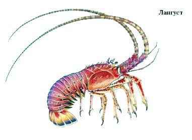 Энциклопедия «Биология» (с иллюстрациями) - d_011.jpg