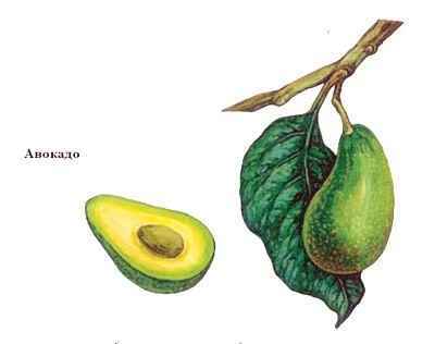 Энциклопедия «Биология». Часть 1. А – Л (с иллюстрациями) - a_001.jpg