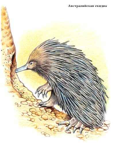 Энциклопедия «Биология». Часть 1. А – Л (с иллюстрациями) - a_002.jpg