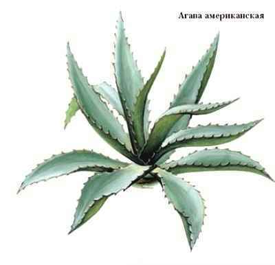 Энциклопедия «Биология». Часть 1. А – Л (с иллюстрациями) - a_004.jpg