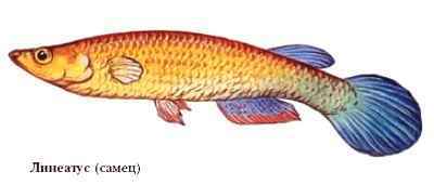 Энциклопедия «Биология». Часть 1. А – Л (с иллюстрациями) - a_005.jpg