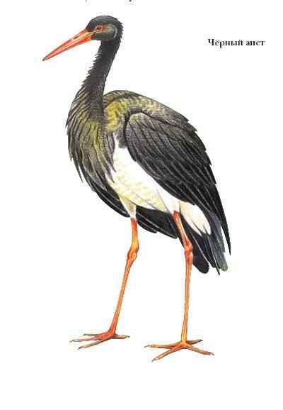 Энциклопедия «Биология». Часть 1. А – Л (с иллюстрациями) - a_007.jpg