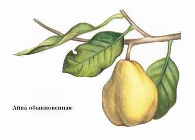 Энциклопедия «Биология». Часть 1. А – Л (с иллюстрациями) - a_008.jpg