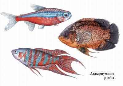 Энциклопедия «Биология». Часть 1. А – Л (с иллюстрациями) - a_009.jpg