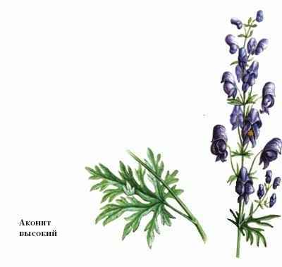 Энциклопедия «Биология». Часть 1. А – Л (с иллюстрациями) - a_010.jpg