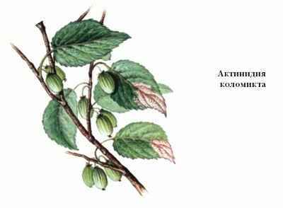 Энциклопедия «Биология». Часть 1. А – Л (с иллюстрациями) - a_011.jpg