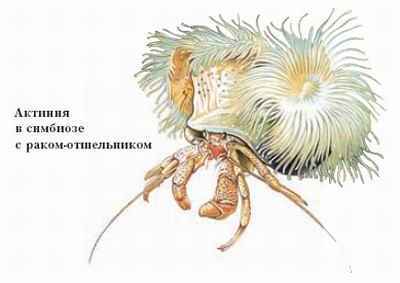 Энциклопедия «Биология». Часть 1. А – Л (с иллюстрациями) - a_012.jpg