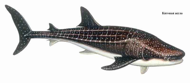 Энциклопедия «Биология». Часть 1. А – Л (с иллюстрациями) - a_013.jpg