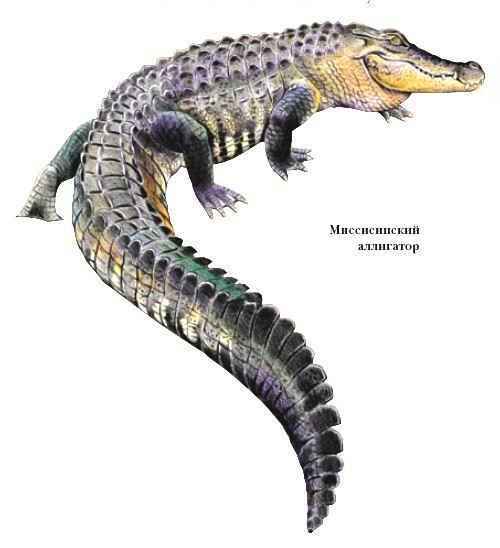 Энциклопедия «Биология». Часть 1. А – Л (с иллюстрациями) - a_014.jpg